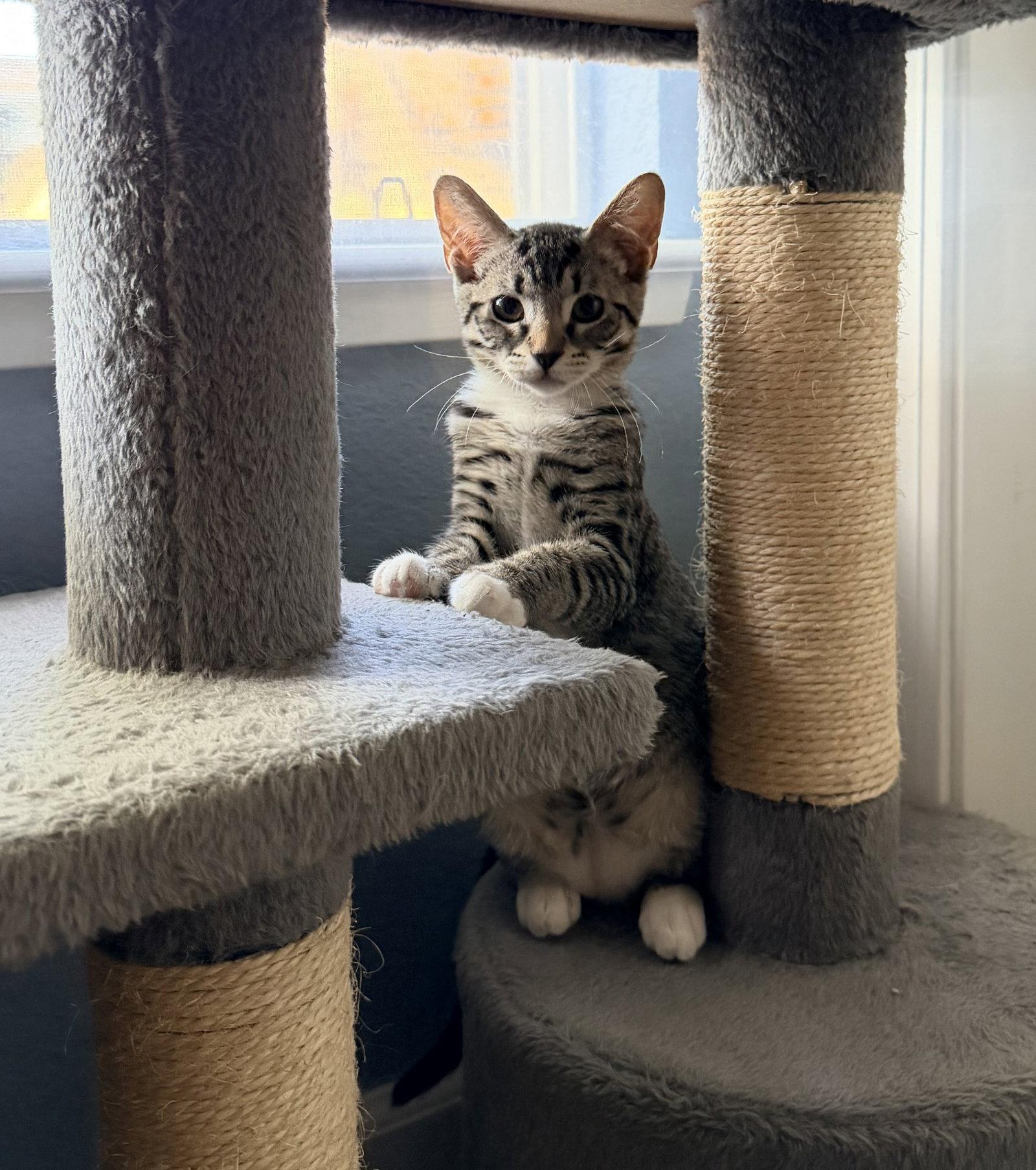 Amber, Adoptable, Young Female Domestic Short Hair.