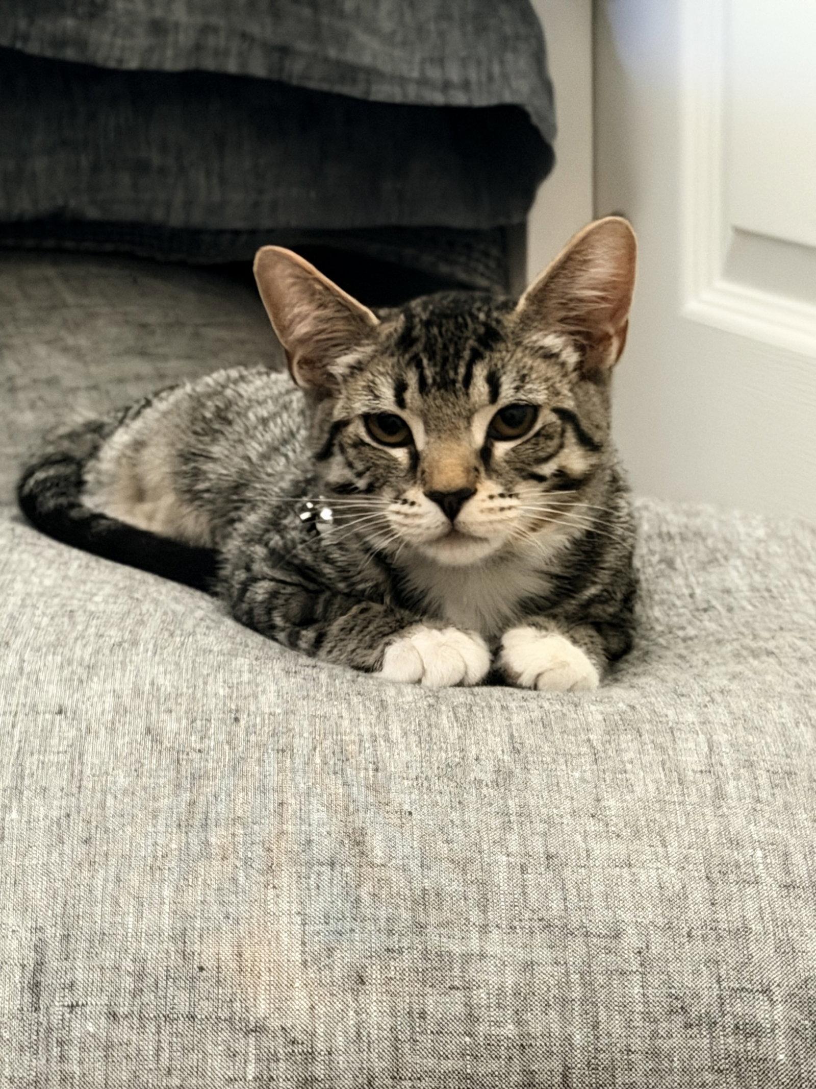 Enlarge Amber, a Adoptable Domestic Short Hair in Davis, CA image 3/3