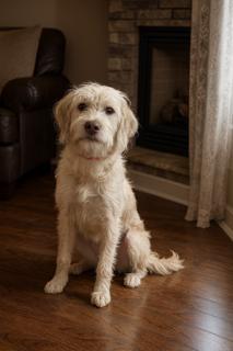 Honey, ADOPTABLE, Puppy Female Cairn Terrier & Maltese.