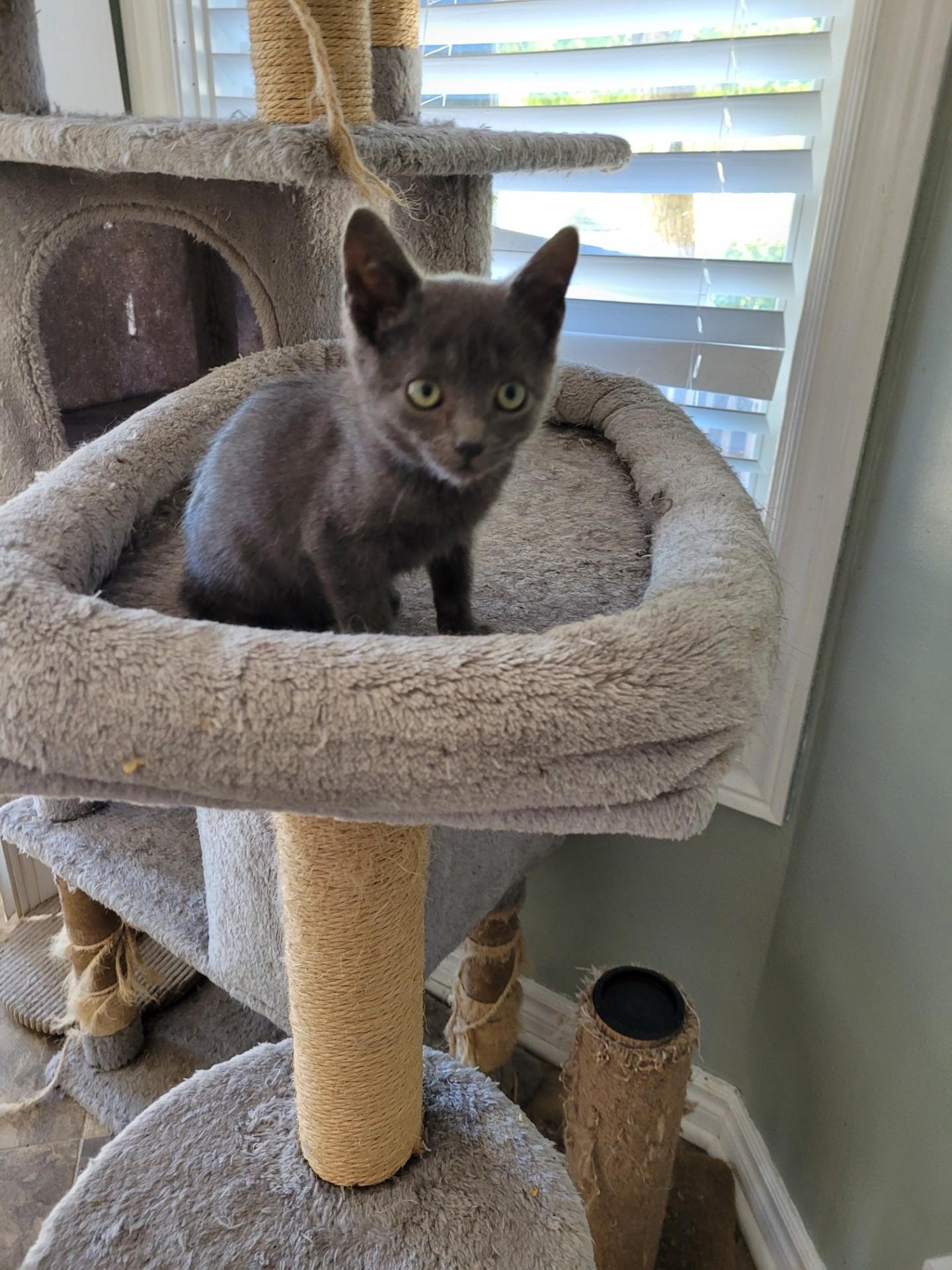 Enlarge SEBASTIAN, a Adoptable mixed breed in Niagara on the Lake, ON image 2/2