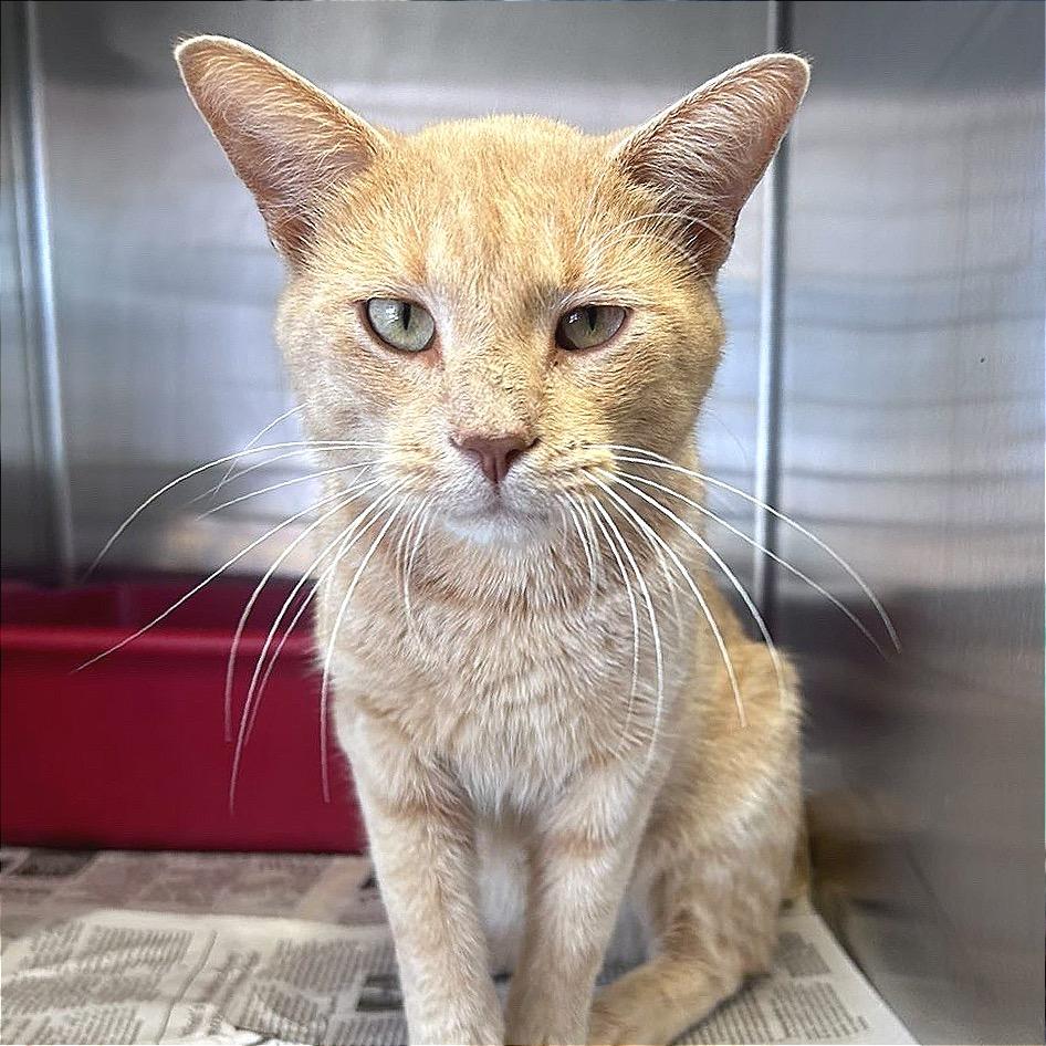 Cole, Adoptable, Adult Male Domestic Short Hair.