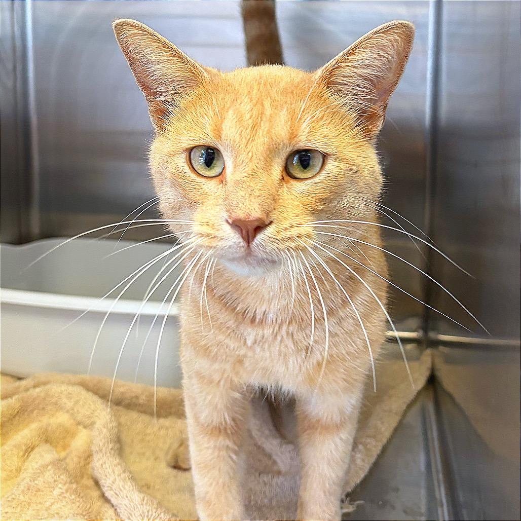 Enlarge Cole, a Adoptable Domestic Short Hair in Hannibal, MO image 2/2