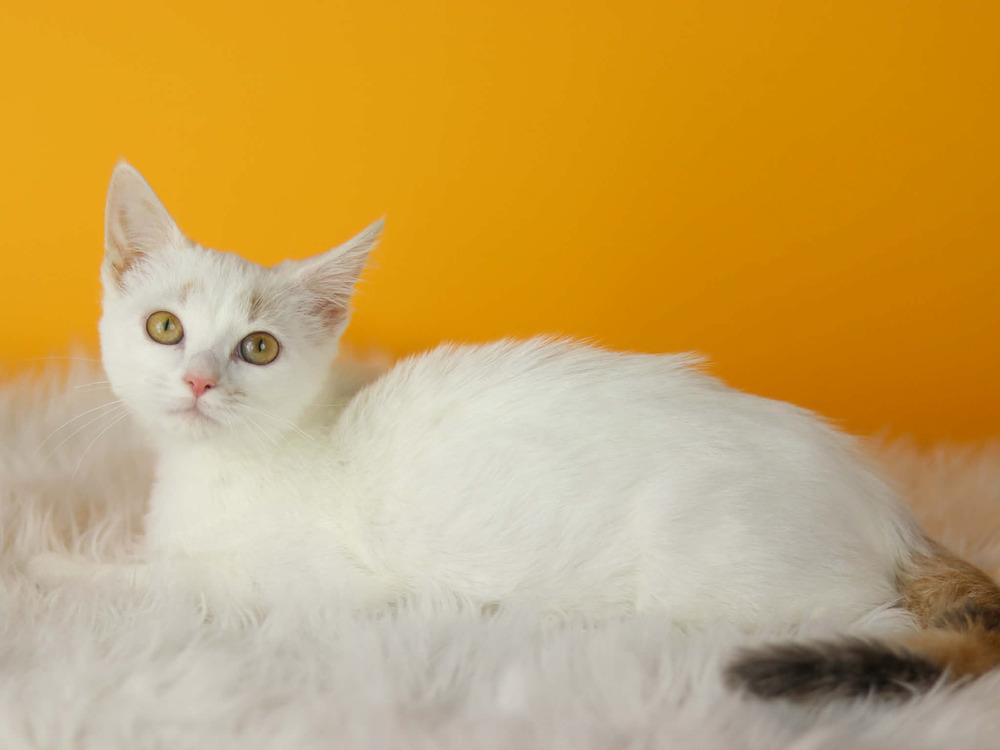 Enlarge Mercy, a Adoptable Calico in Lewisburg, TN image 1/3