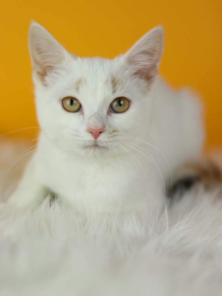 Enlarge Mercy, a Adoptable Calico in Lewisburg, TN image 2/3