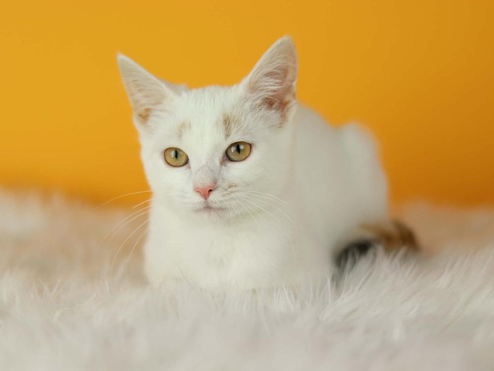 Enlarge Mercy, a Adoptable Calico in Lewisburg, TN image 3/3