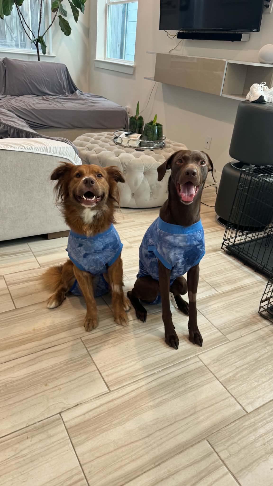 Beau & Bear - Two Beautiful Hearts photo