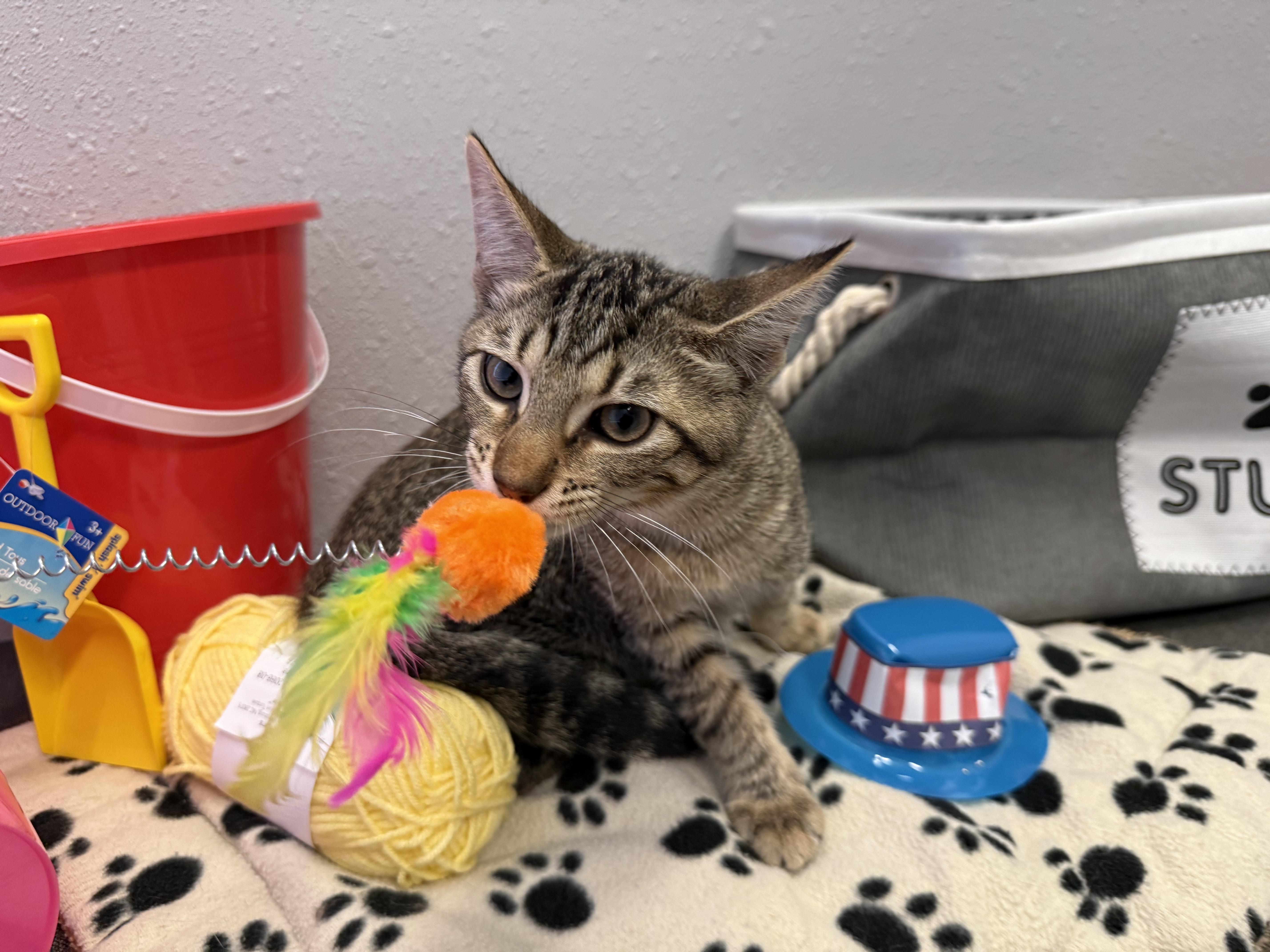 Lewis, Adoptable, Kitten Male Domestic Short Hair.