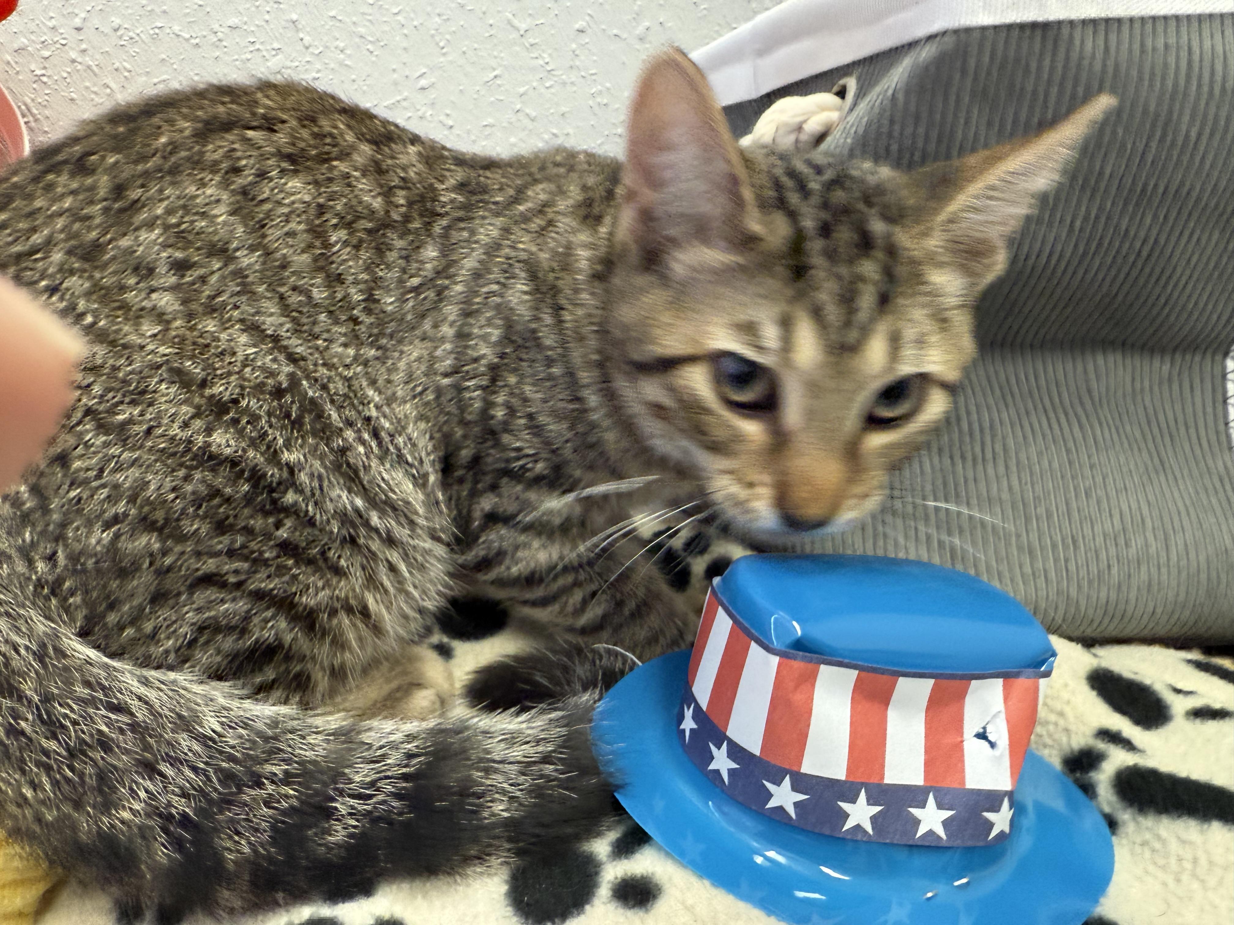 Lewis, a Adoptable Domestic Short Hair in New Port Richey, FL image 2/3