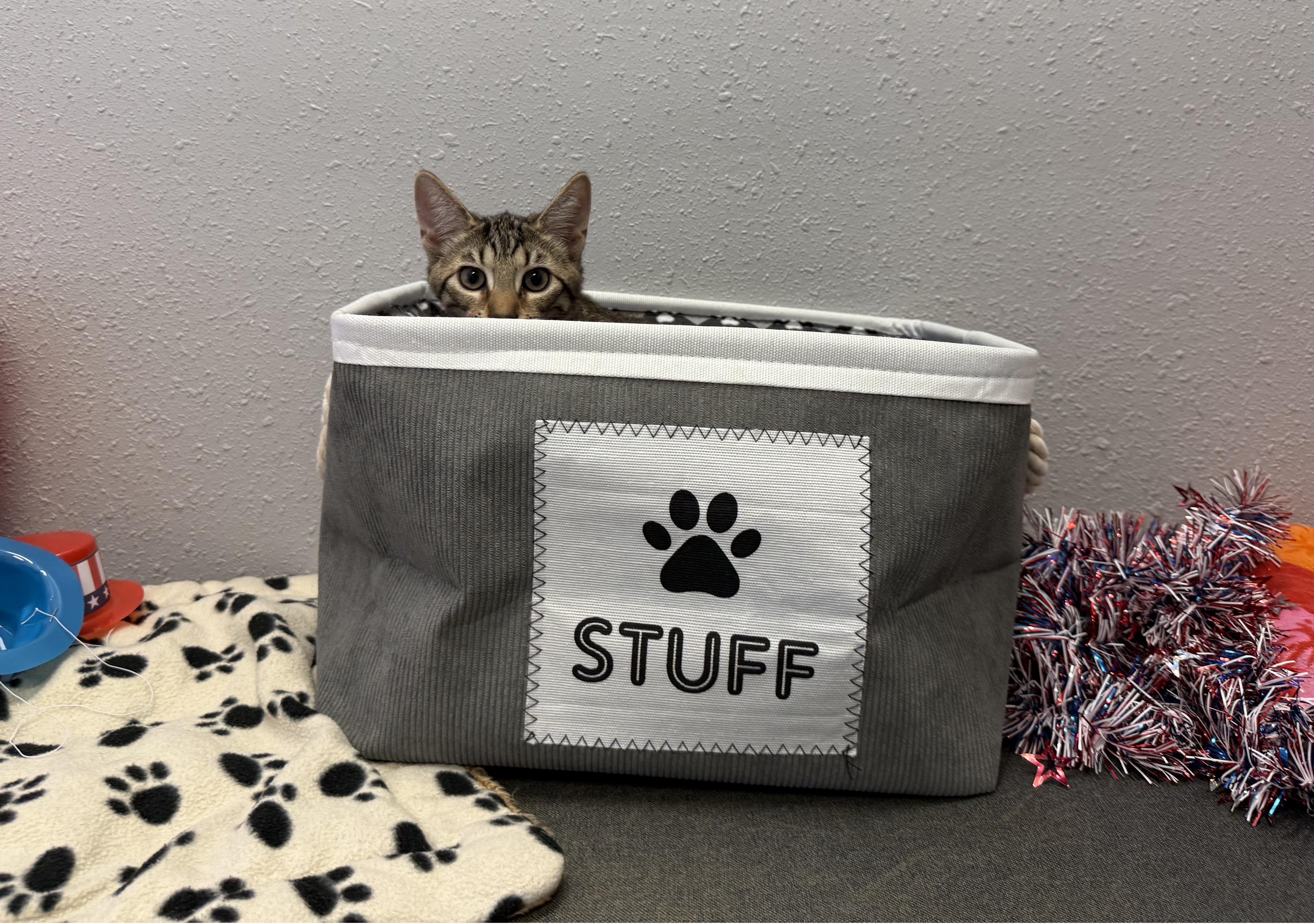 Lewis, a Adoptable Domestic Short Hair in New Port Richey, FL image 3/3