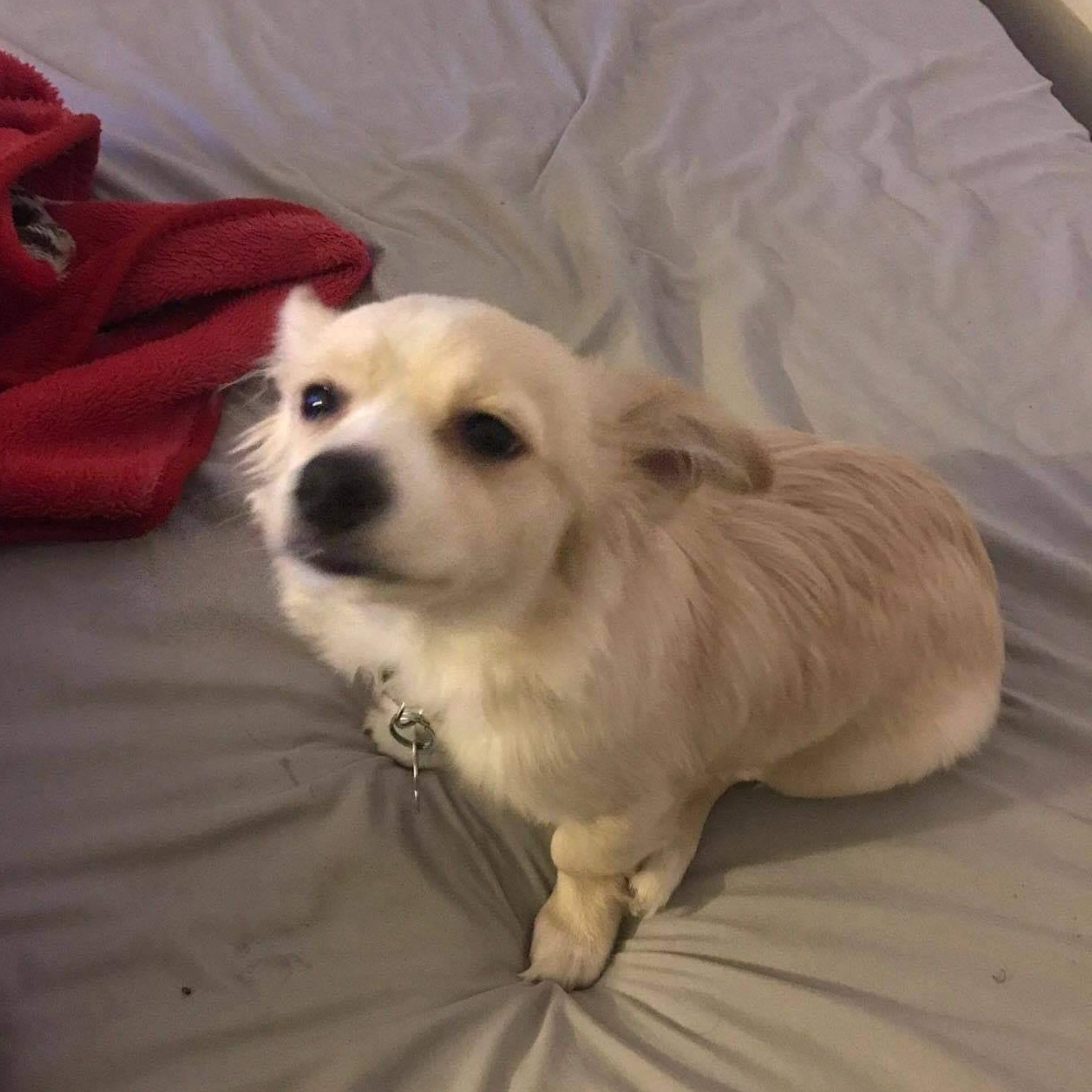 Enlarge Pepe, a ADOPTABLE mixed breed in Henderson, NV image 1/2