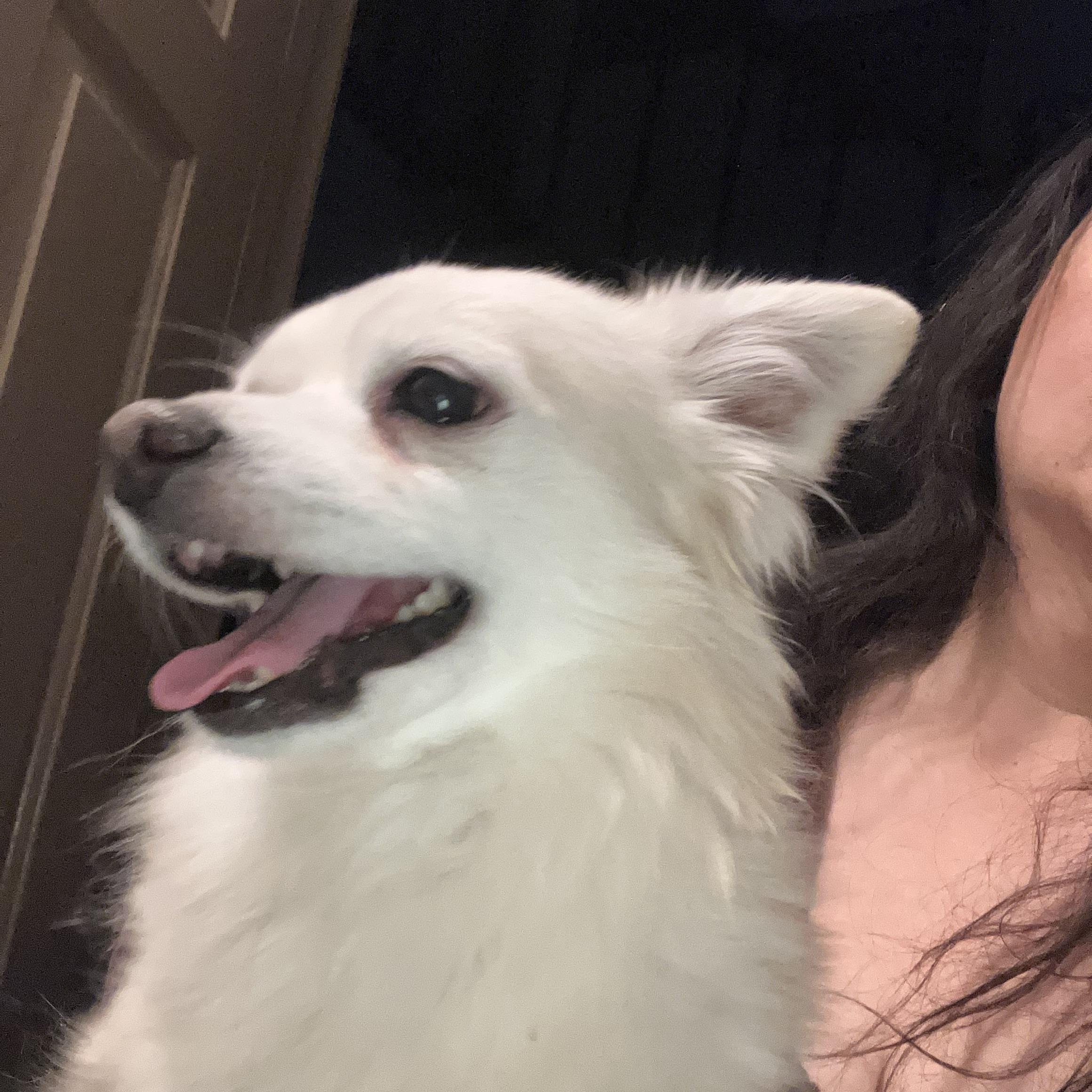 Enlarge Pepe, a ADOPTABLE mixed breed in Henderson, NV image 2/2