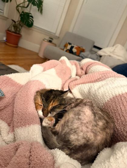 Enlarge Selena, a Adoptable mixed breed in Cumberland, ME image 1/3