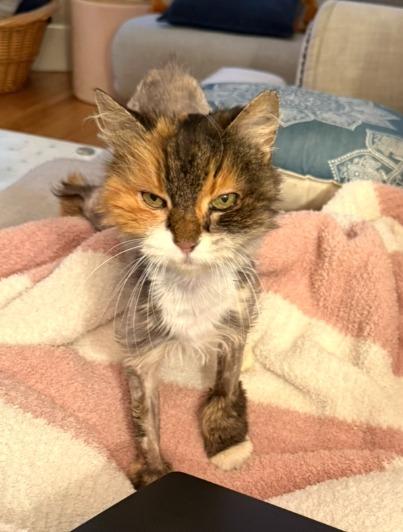 Enlarge Selena, a Adoptable mixed breed in Cumberland, ME image 2/3