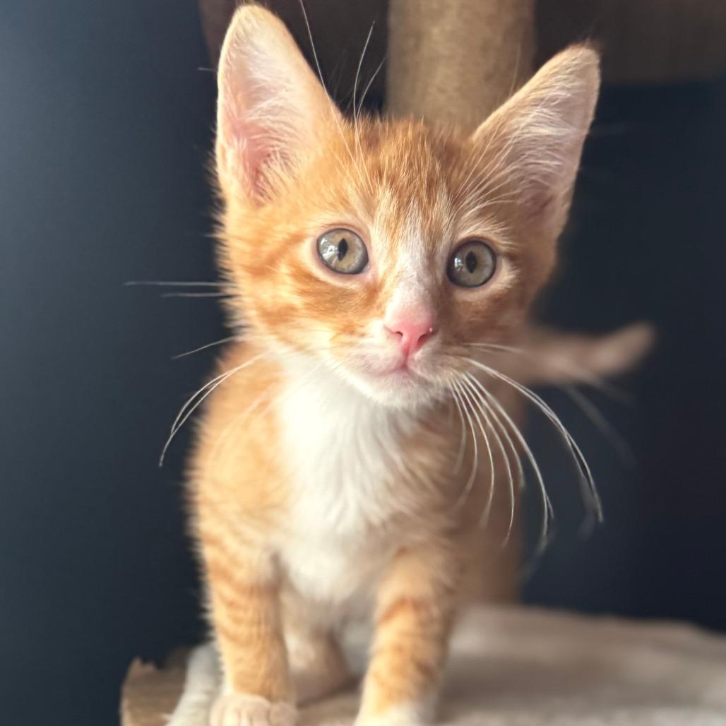 Pippin, adopted, Young Male Domestic Short Hair.