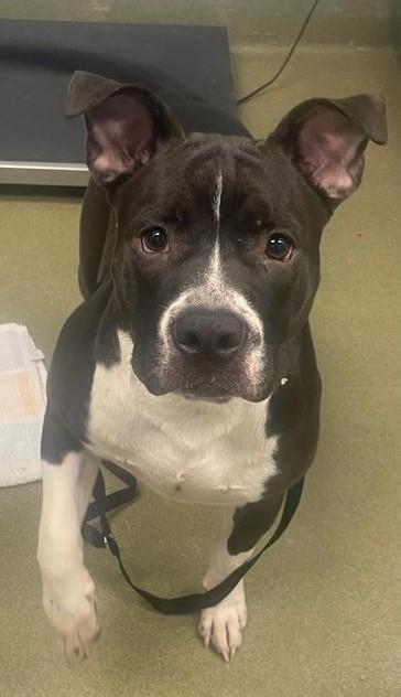 Wednesday, Adoptable, Adult Female Pit Bull Terrier.