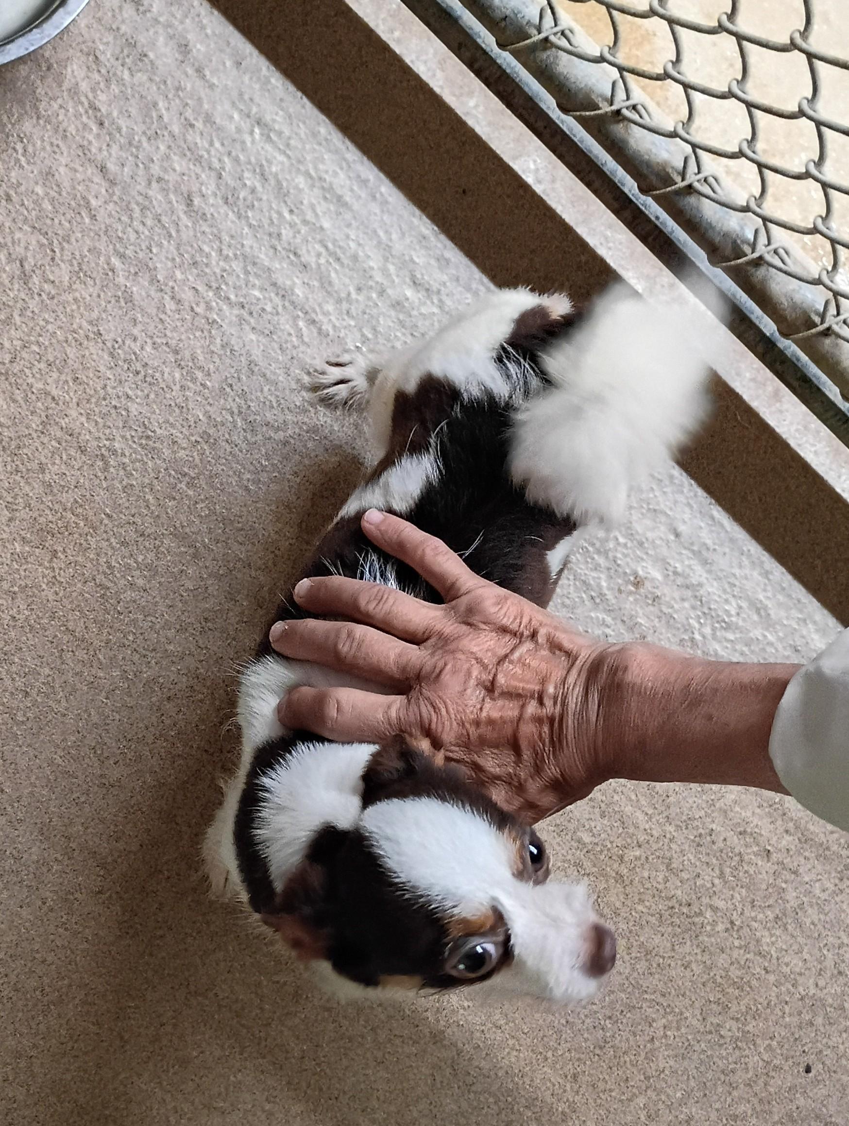Enlarge Charlotte, a Adopted mixed breed in Springfield, OH image 4/5