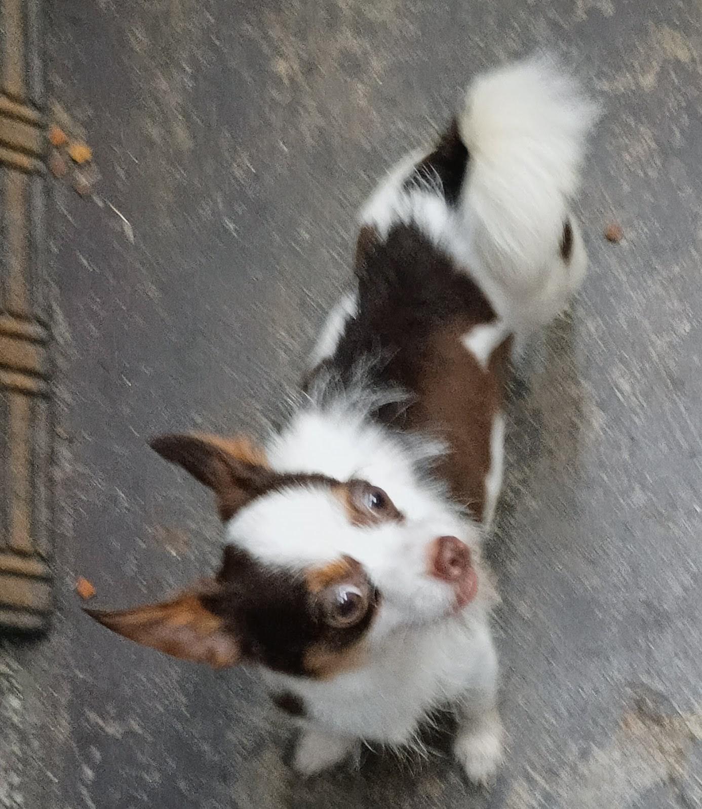 Enlarge Charlotte, a Adopted mixed breed in Springfield, OH image 5/5