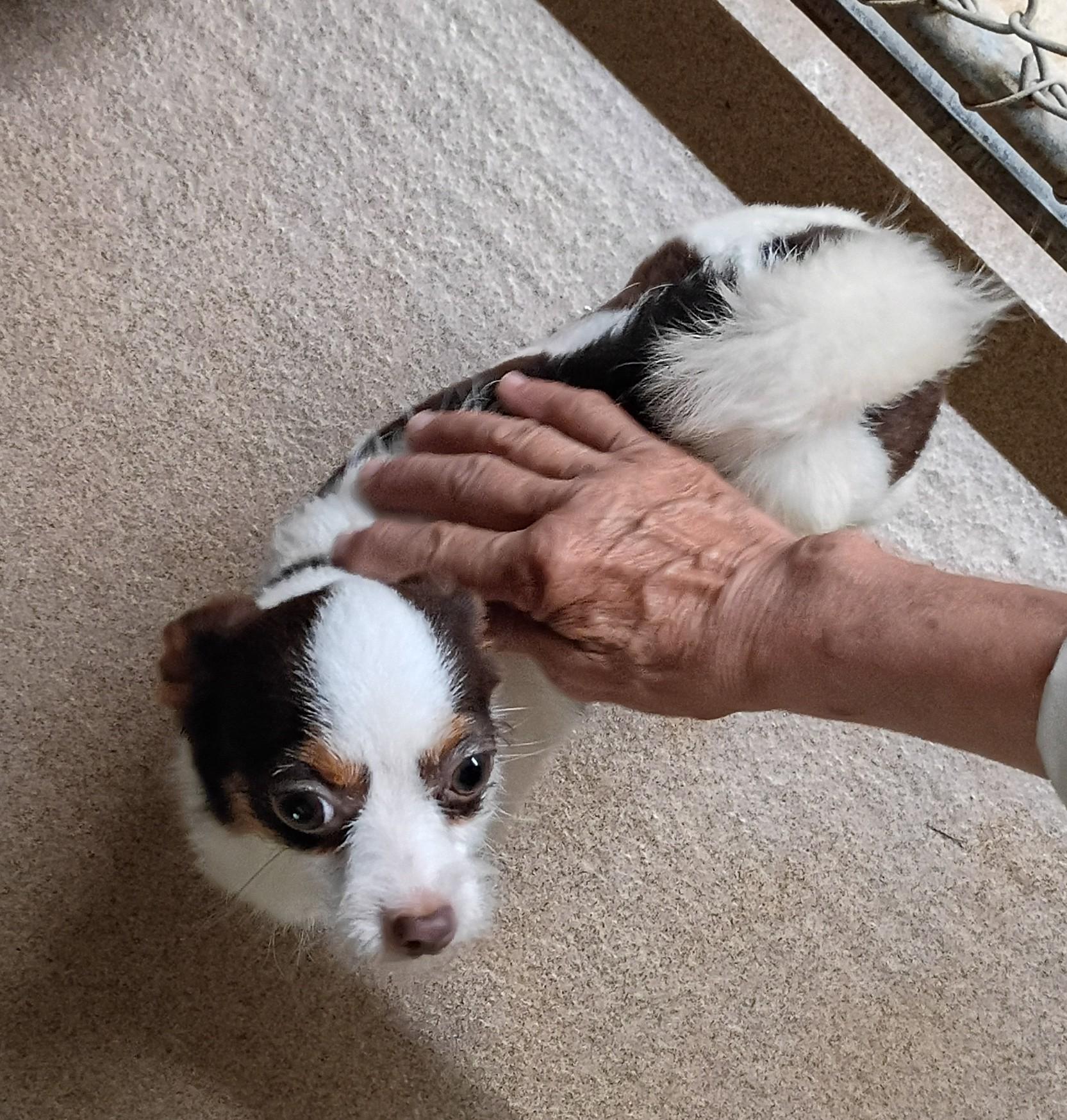 Enlarge Charlotte, a Adopted mixed breed in Springfield, OH image 3/5
