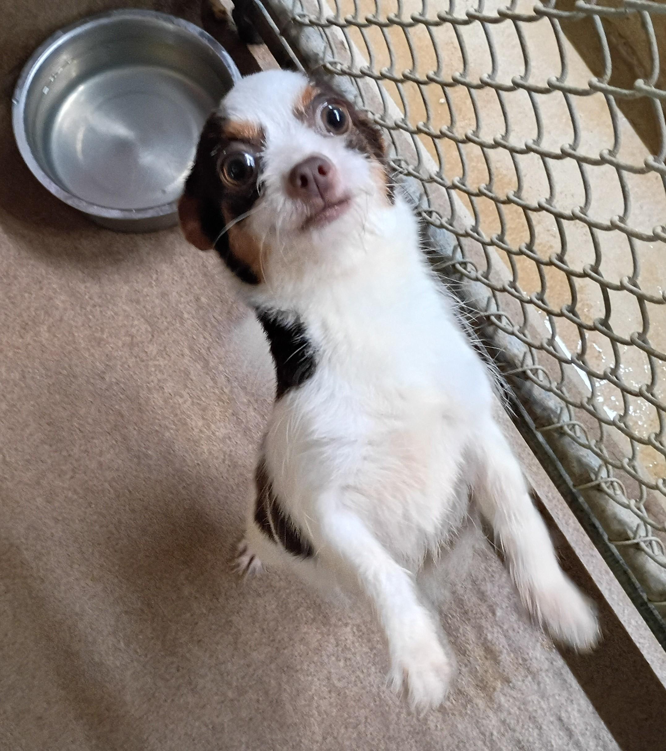 Enlarge Charlotte, a Adopted mixed breed in Springfield, OH image 1/5