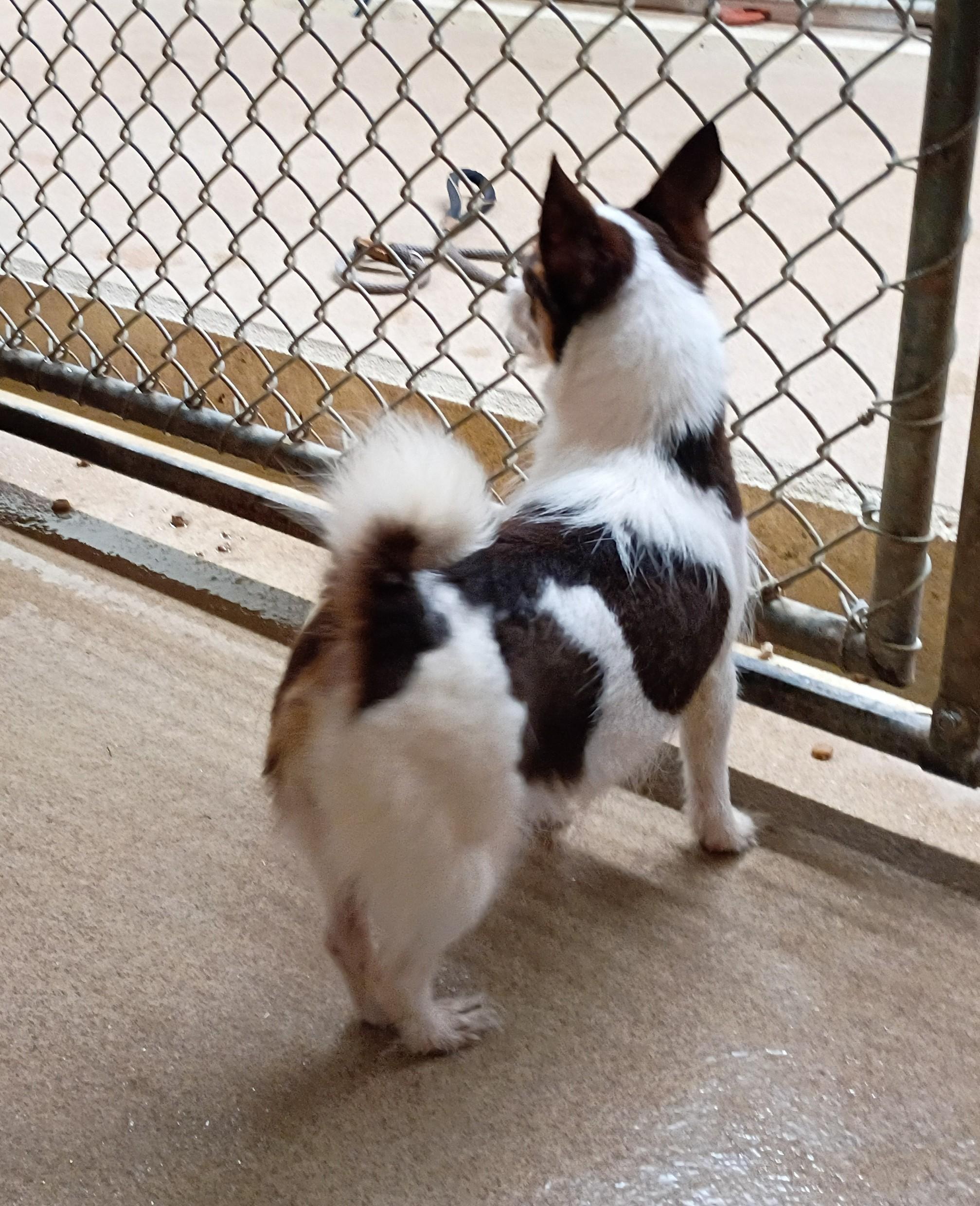 Enlarge Charlotte, a Adopted mixed breed in Springfield, OH image 2/5