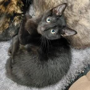Bolt, adopted, Kitten Male Domestic Short Hair.
