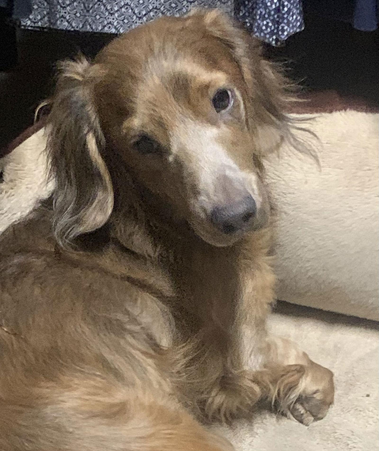 Enlarge Clyde, a Adopted Dachshund in Pearland, TX image 1/3