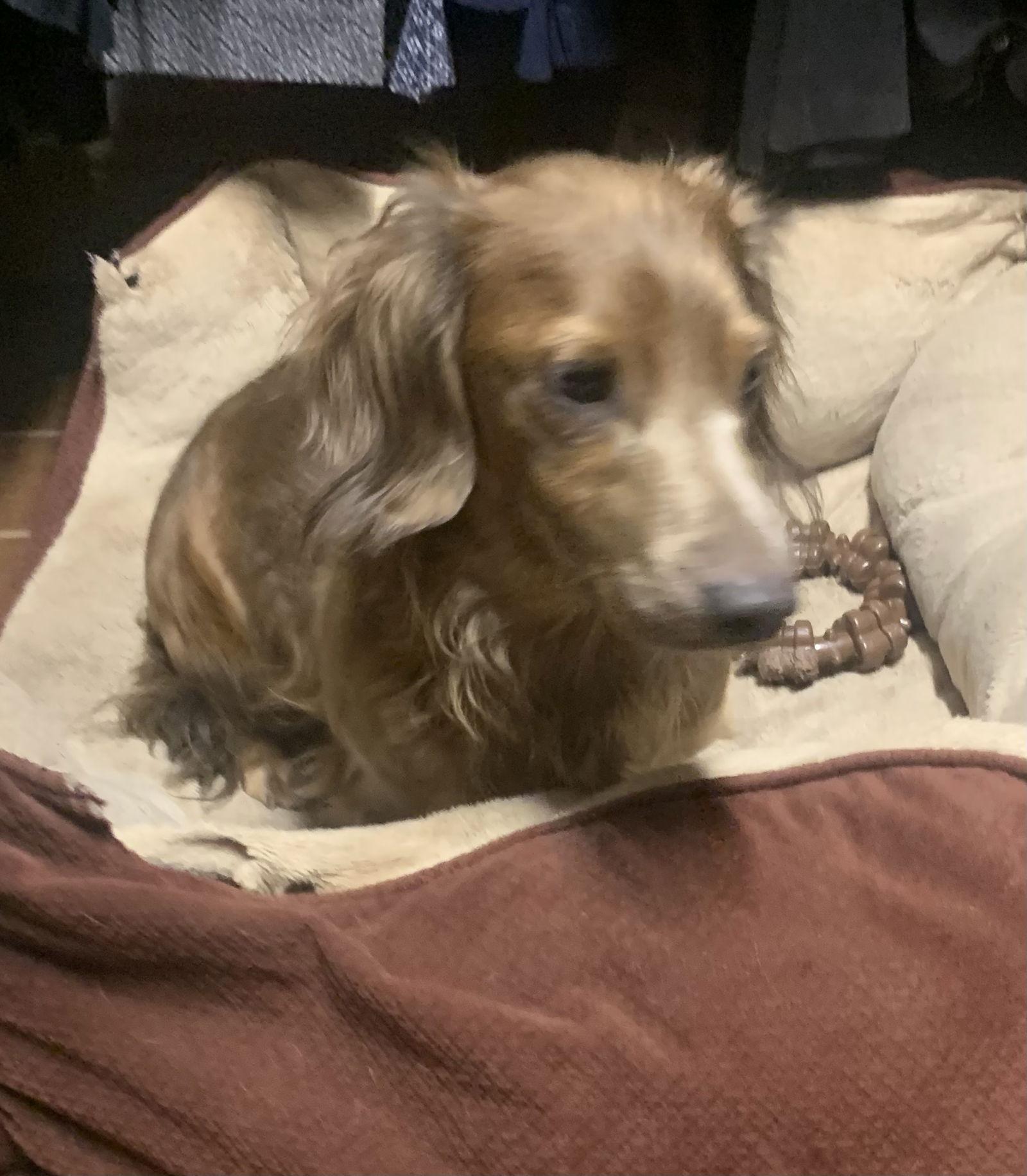 Enlarge Clyde, a Adopted Dachshund in Pearland, TX image 3/3