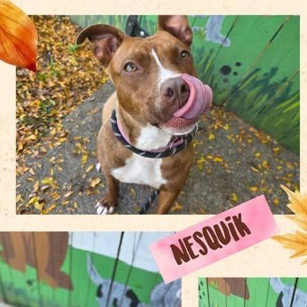 Nesquik — thumbnail 2