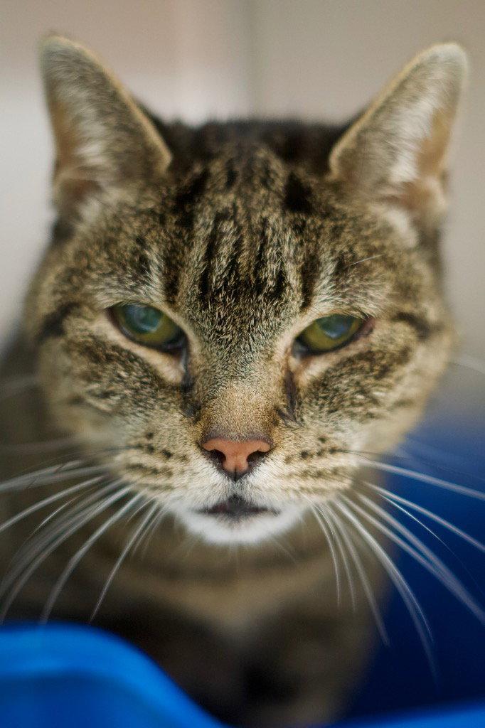 Savvy (Savannah), Adoptable, Senior Female Tabby.