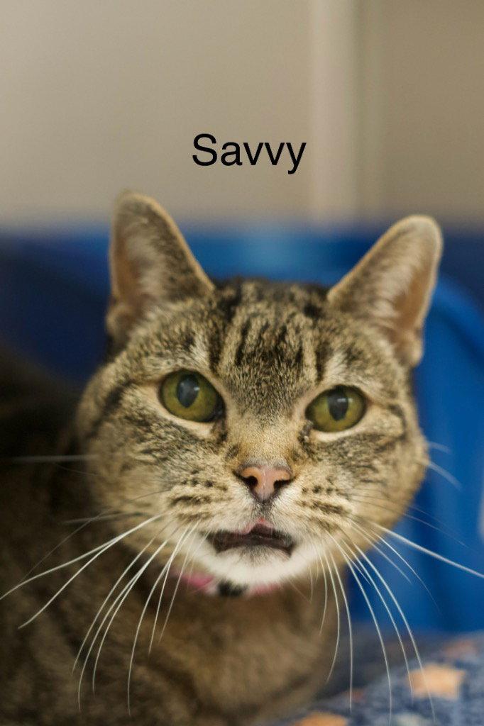 Savvy (Savannah), Adoptable, Senior Female Tabby.