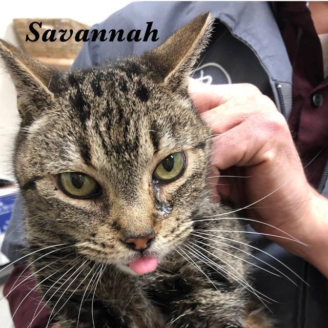 Enlarge Savvy (Savannah), a Adoptable Tabby in Saint George, UT image 2/3