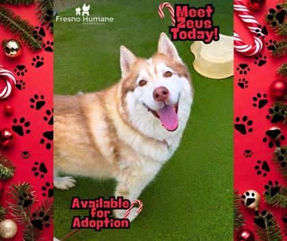 Zeus, Adoptable, Adult Male Husky & Mixed Breed.