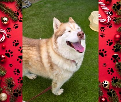 Zeus, a Adoptable mixed breed in Fresno, CA image 2/3