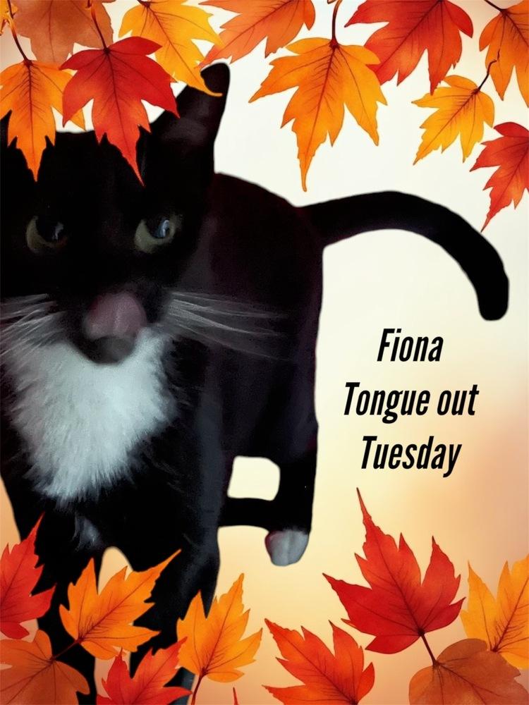 Enlarge Fiona Orchard, a Adoptable Domestic Short Hair in Mount Laurel, NJ image 1/3