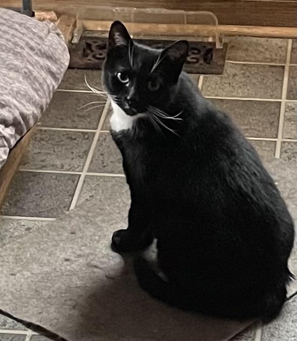 Enlarge Fiona Orchard, a Adoptable Domestic Short Hair in Mount Laurel, NJ image 2/3