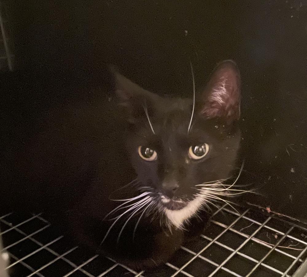 Enlarge Fiona Orchard, a Adoptable Domestic Short Hair in Mount Laurel, NJ image 3/3