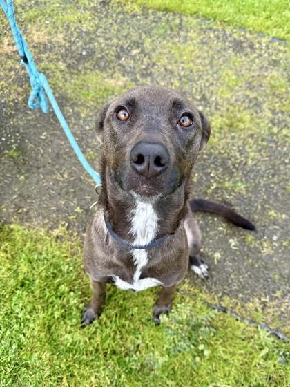 Orbit, ADOPTABLE, Adult Female Black Labrador Retriever.