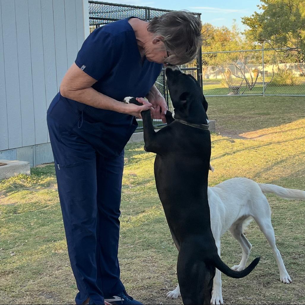 Enlarge Mabel, a Adoptable mixed breed in Dallas, TX image 1/5