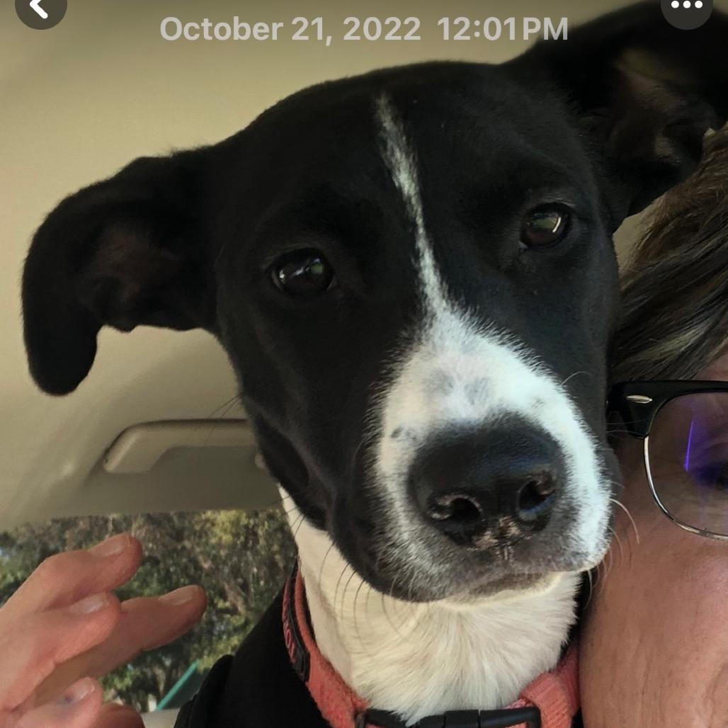 Enlarge Mabel, a Adoptable mixed breed in Dallas, TX image 2/5