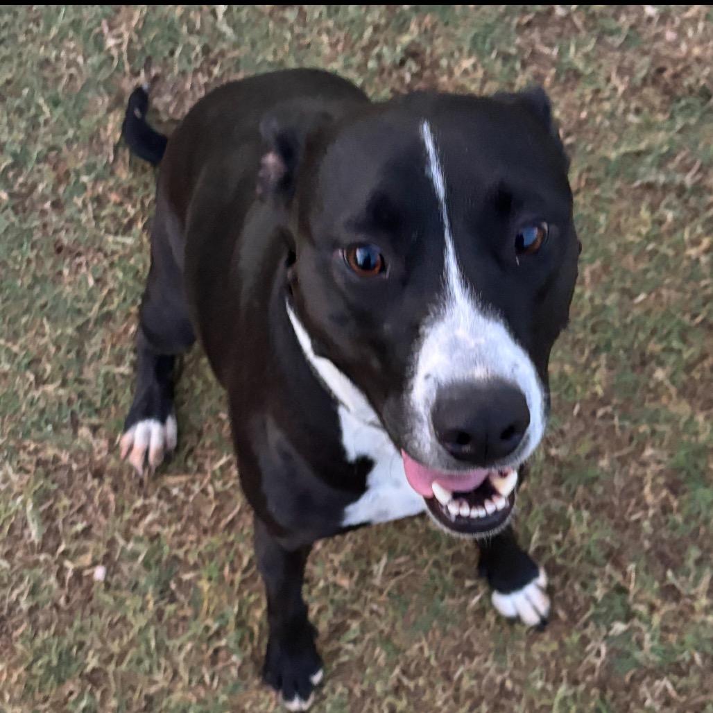 Enlarge Mabel, a Adoptable mixed breed in Dallas, TX image 3/5