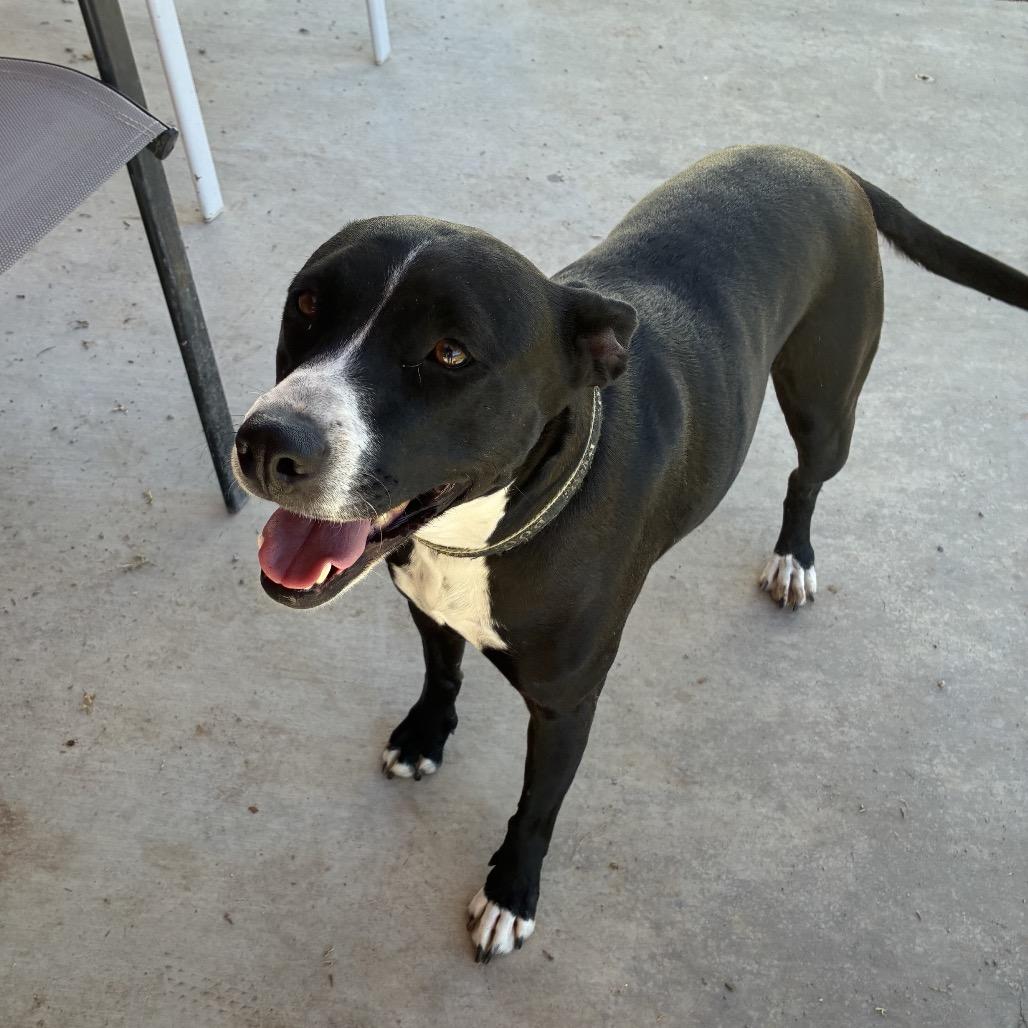 Enlarge Mabel, a Adoptable mixed breed in Dallas, TX image 4/5