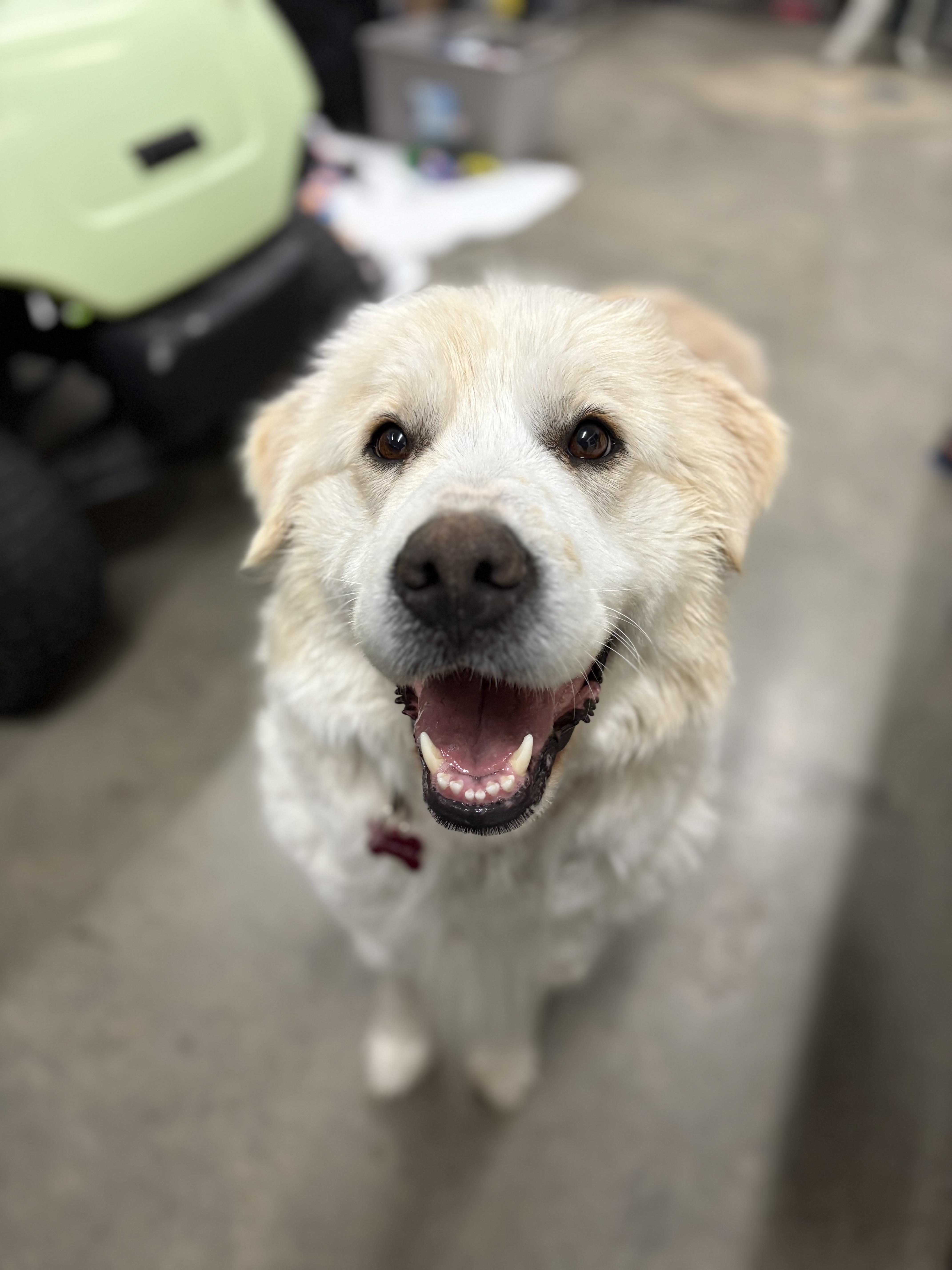 Enlarge Lavender , a ADOPTABLE mixed breed in Saskatoon, SK image 5/6