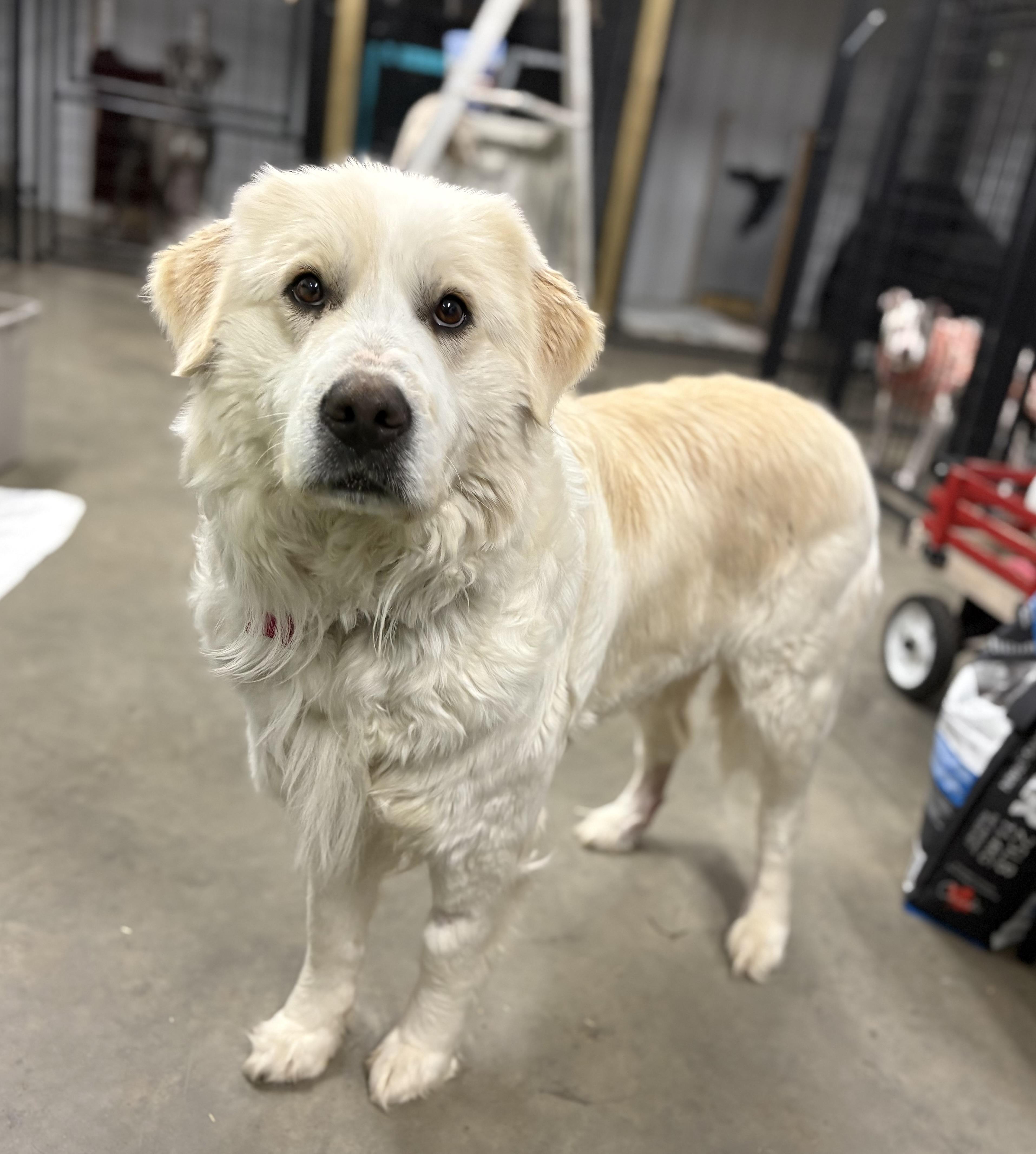 Enlarge Lavender , a ADOPTABLE mixed breed in Saskatoon, SK image 1/6