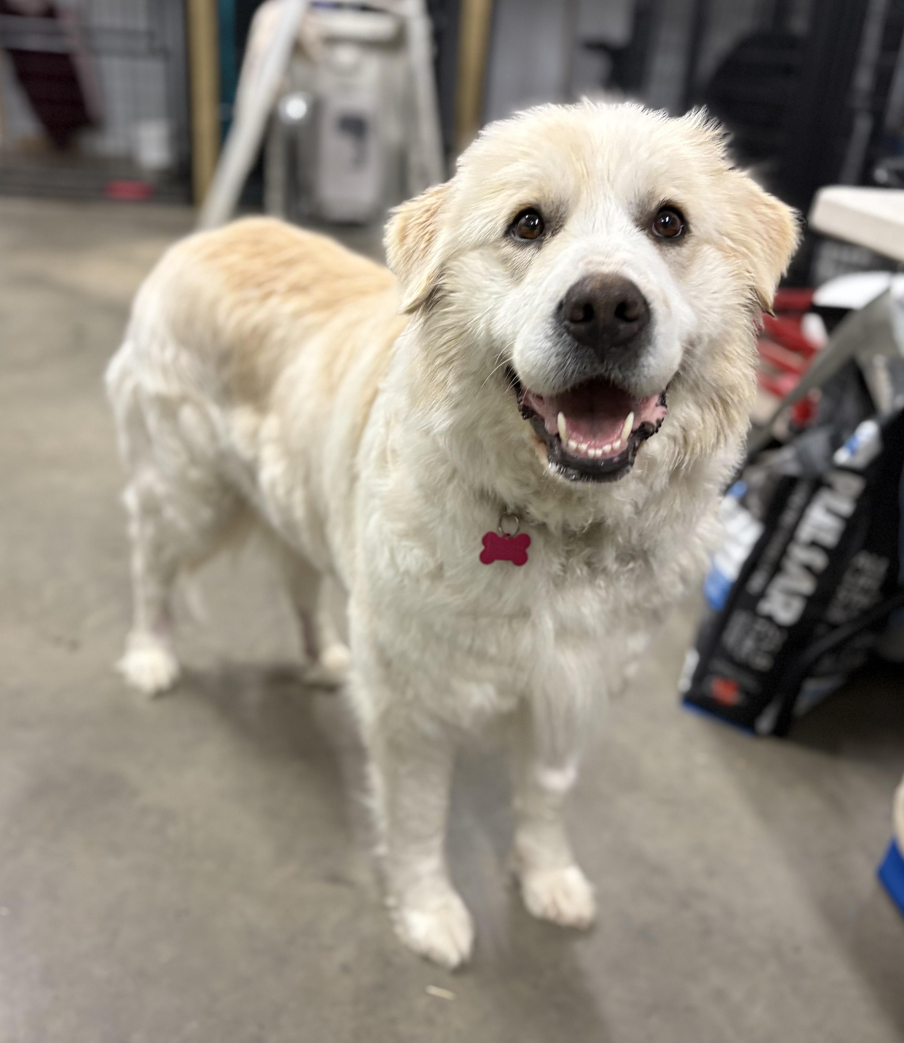 Enlarge Lavender , a ADOPTABLE mixed breed in Saskatoon, SK image 6/6