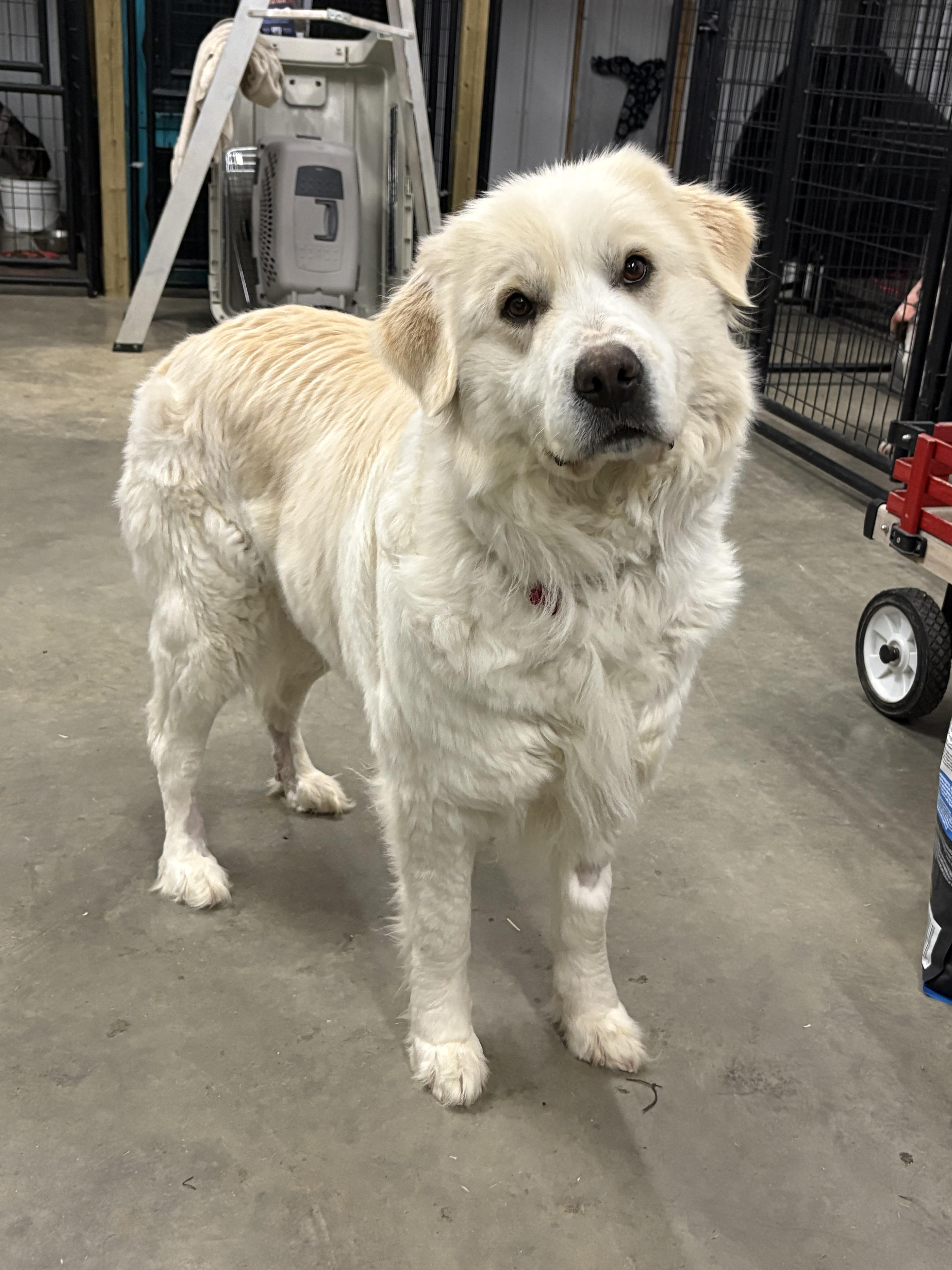 Enlarge Lavender , a ADOPTABLE mixed breed in Saskatoon, SK image 3/6