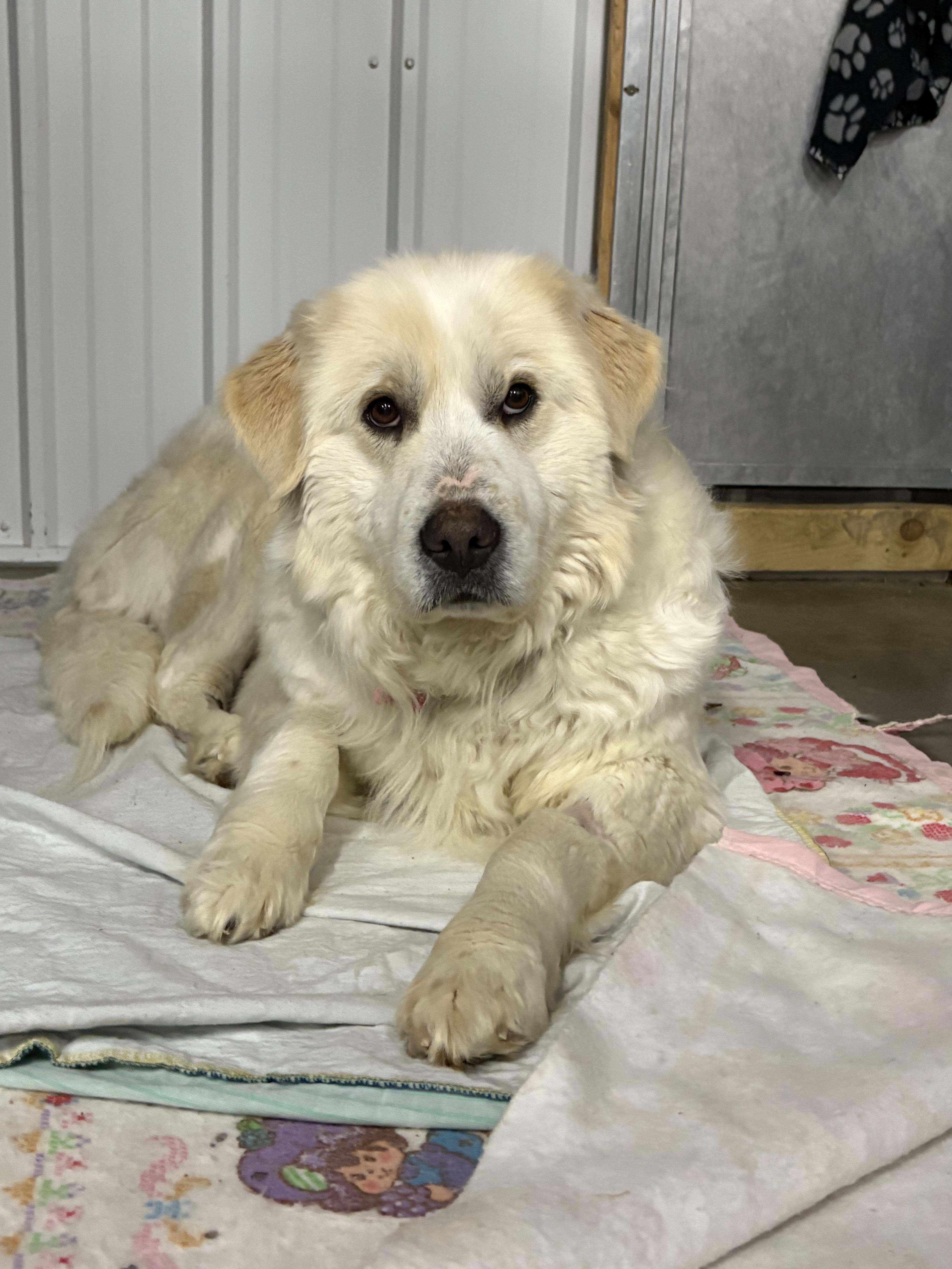 Enlarge Lavender , a ADOPTABLE mixed breed in Saskatoon, SK image 4/6