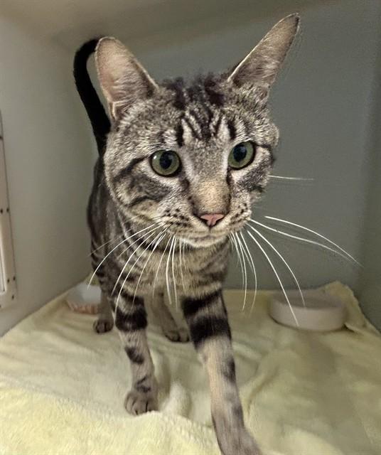 OBI, Adoptable, Adult Male Domestic Short Hair.