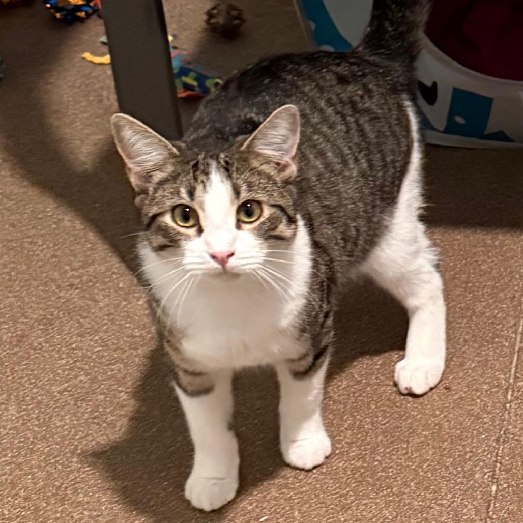 Enlarge Daniel, a Adoptable Domestic Short Hair in Cedaredge, CO image 1/6