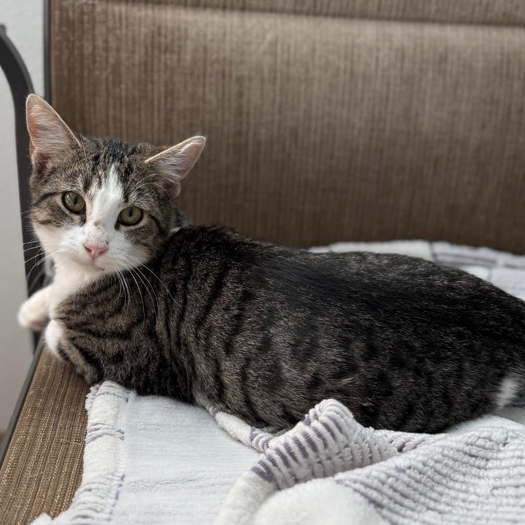 Enlarge Daniel, a Adoptable Domestic Short Hair in Cedaredge, CO image 2/6