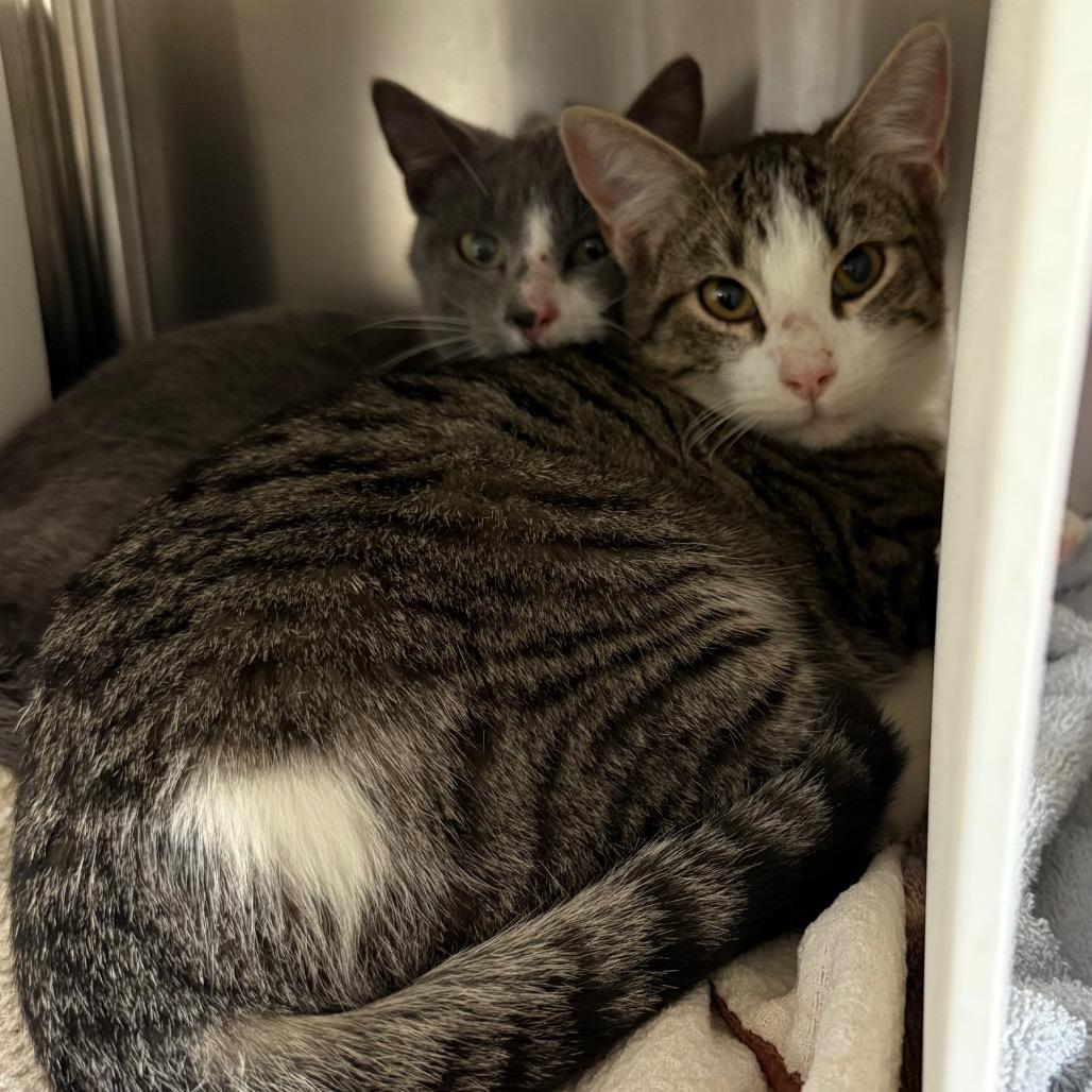 Enlarge Daniel, a Adoptable Domestic Short Hair in Cedaredge, CO image 4/6